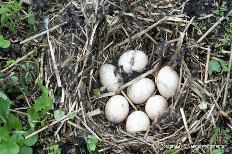 OERRR Paasspeurtocht in &#39;s-Graveland