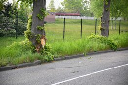 Auto tegen boom op de Rading in Loosdrecht