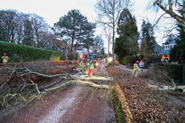 Boom waait om in Laren, verkeer gestremd