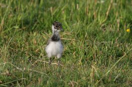 Gun dieren de rust om hun jongen groot te brengen: broedseizoen aangebroken