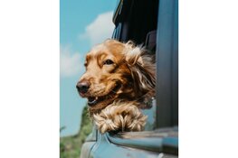 Met de hond op vakantie? Hou dan rekening met deze 4 dingen
