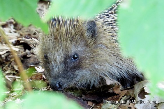 OERRR Struinen en boetseren met de boswachter in 's-Graveland