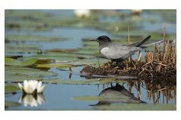 Verbetering van leefgebied moerasvogels in Loosdrechtse Plassen
