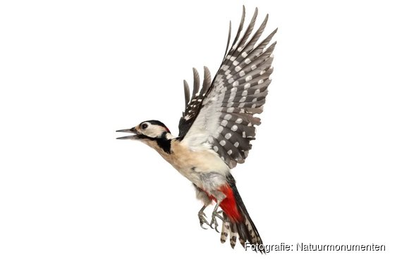 Vogelexcursie voor gezinnen op Gooilust in ’s-Graveland