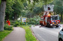 Boom doormidden langs N525