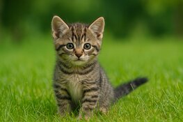 Zorg voor je kitten: de voordelen van een goede verzekering