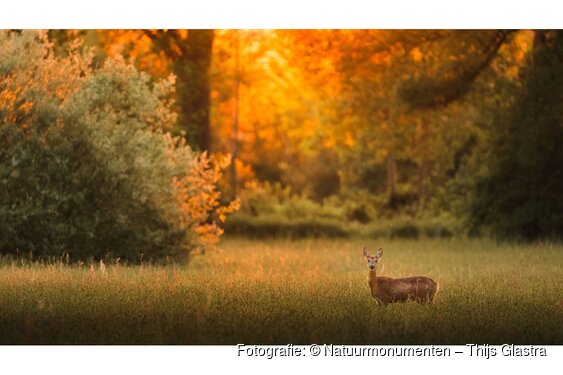 OERRR Ontmoet de dieren van de schemer in ’s-Graveland │gezinnen vanaf 8 jaar