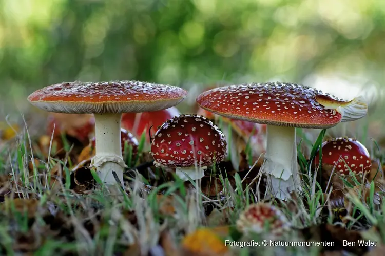 Ontdek de geheimen van paddenstoelen in ’s-Graveland