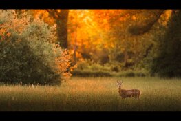 Schemerdieren van de Buitenplaatsen in 's-Graveland - volwassenen en vanaf 15 jaar