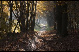 OERRR Struinen in het herfstbos in 's-Graveland