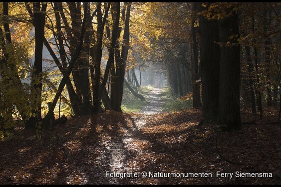 OERRR Struinen in het herfstbos in 's-Graveland