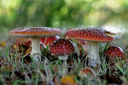 Ontdek de geheimen van paddenstoelen in ’s-Graveland