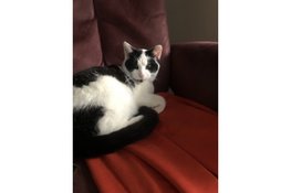 Een lieve kitten van 7 maanden oud is opzoek naar een nieuw baasje