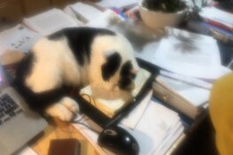 Een lieve kitten van 7 maanden oud is opzoek naar een nieuw baasje