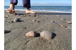 Comenius Museum en Podium deMess slaan handen ineen voor avond over relatie mens-natuur