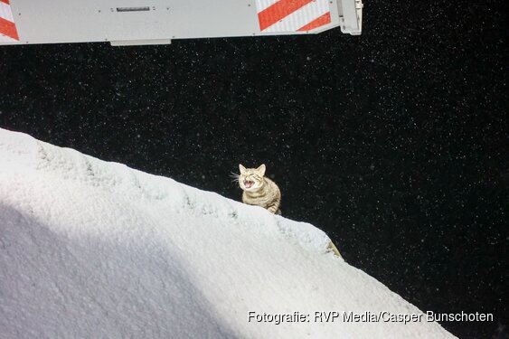 Kat Cookie van het dak gered door de brandweer
