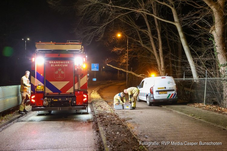 Boomstam hangt gevaarlijk over fietspad aan Rijksstraatweg in Blaricum