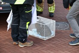 Kat uit woning gered bij woningbrand in Bussum