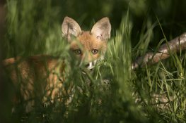OERRR De grote drie van de Buitenplaatsen in ’s-Graveland