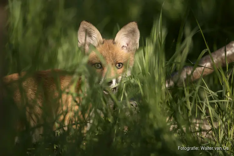 OERRR De grote drie van de Buitenplaatsen in ’s-Graveland
