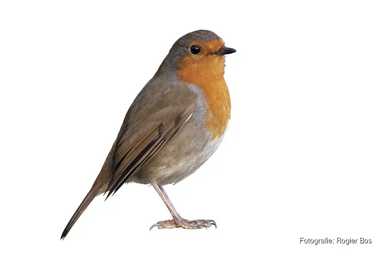 Vogelexcursie voor volwassenen op Gooilust in ’s-Graveland