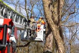Vrachtwagen botst tegen gevaarlijke hangende boom in Blaricum