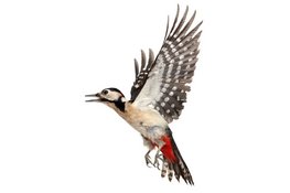 OERRR Vogelexcursie voor gezinnen op Gooilust in ’s-Graveland