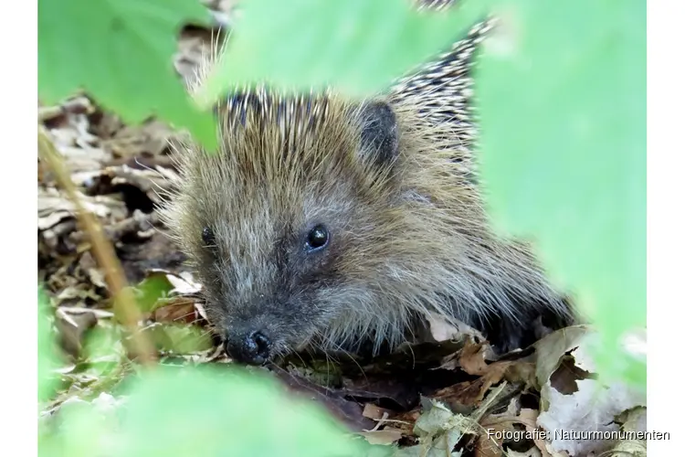 OERRR Struinen en boetseren met de boswachter in ’s-Graveland
