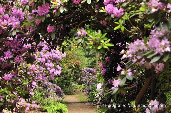 Ontdek de rododendrons van Buitenplaats Gooilust in ’s-Graveland