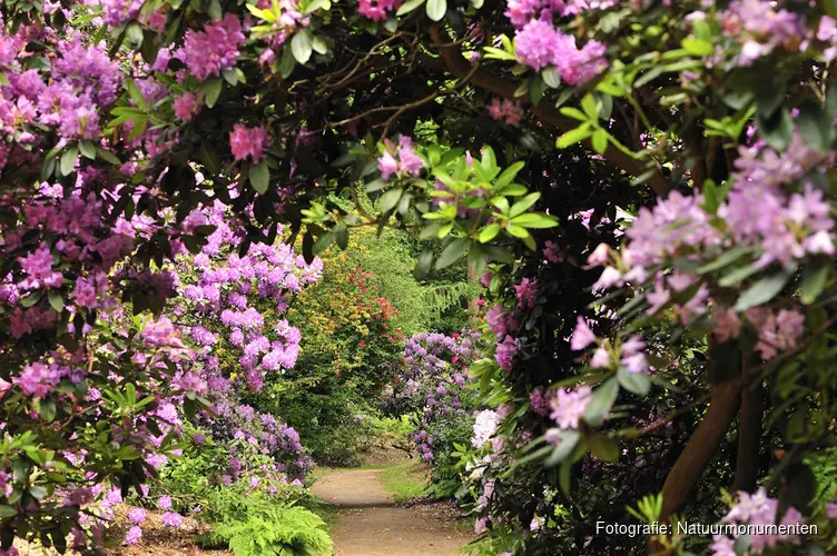 Ontdek de rododendrons van Buitenplaats Gooilust in ’s-Graveland