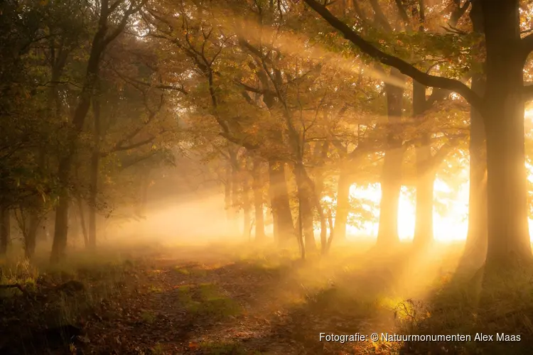 Vroege ochtendwandeling op Buitenplaats Boekesteyn in 's-Graveland