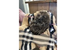 Egels ernstig gewond door lijmplanken in Hilversum en Wijk bij Duurstede