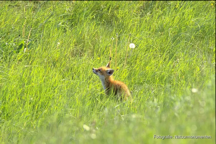 Festina Lente: Beleef de lente in alle rust