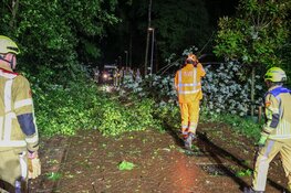 Boom omgevallen door flinke storm in Laren