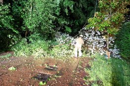 NL alert verzonden vanwege storm, boom omgevallen in Naarden