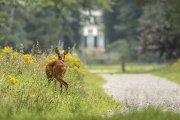 Reeënwandeling op Buitenplaats Boekesteyn