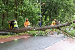 Flinke boom valt op de weg in Laren, verkeer moet omrijden