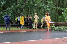 Flinke boom valt op de weg in Laren, verkeer moet omrijden