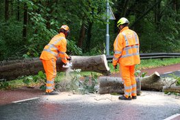 Flinke boom valt op de weg in Laren, verkeer moet omrijden