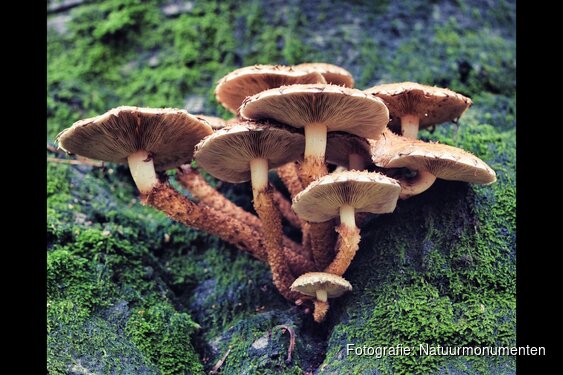 Ontdek de herfst op Gooilust in 's-Graveland