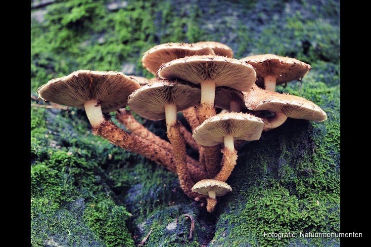 Ontdek de herfst op Gooilust in 's-Graveland