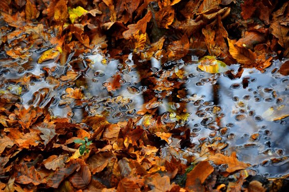 Guur herfstweekend, daarna tijdelijk zachter weer