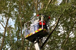Medewerkers vast in hoogwerker bij verwijderen hoornaarsnest in Huizen