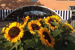 Hilversum weer vol zonnebloemen voor MH17-herdenking