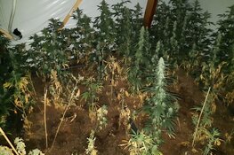 Hilversumse henneptelers gepakt in Amersfoort