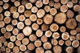 Petitie tegen bomenkap in 't Gooi: in korte tijd meer dan 1400 handtekeningen