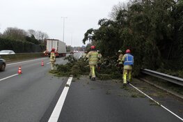 Boom komt terecht op A1