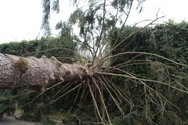 Boom komt terecht op A1