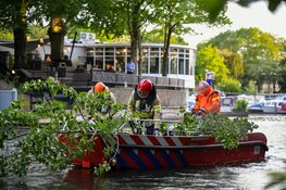 Grote boom in Hilversum waait om door harde wind