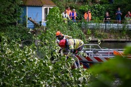 Grote boom in Hilversum waait om door harde wind